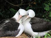 albatros querido Internet hace primer vuelo