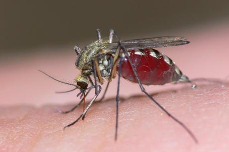Mosquitos machos contra la malaria