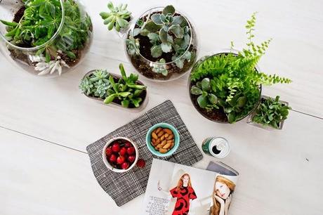 2 ideas con #plantas para decorar