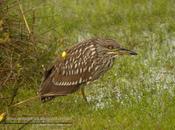 Garza bruja (Black-crowned Night Heron) Nycticorax nycticorax