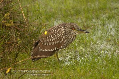 Garza bruja (Black-crowned Night Heron) Nycticorax nycticorax