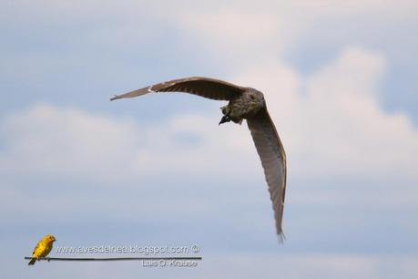 Garza bruja (Black-crowned Night Heron) Nycticorax nycticorax