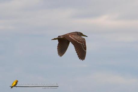 Garza bruja (Black-crowned Night Heron) Nycticorax nycticorax