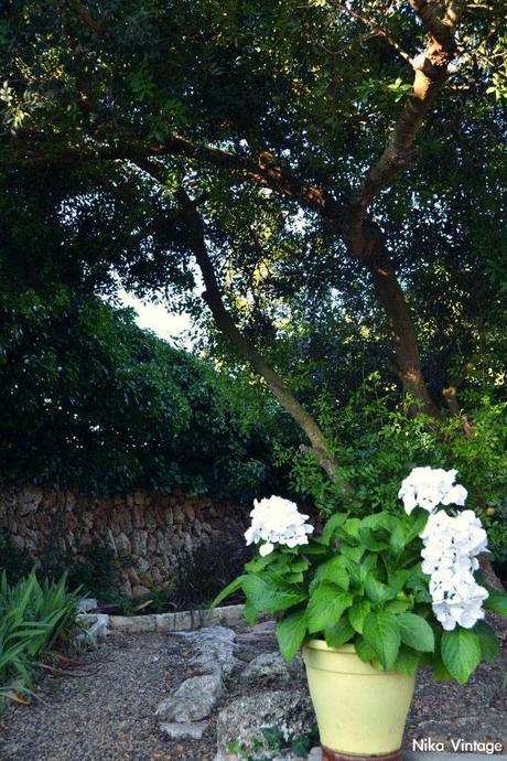 jardin, exteriores, hortensia, camino