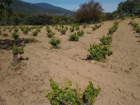 De ruta por vinedos de San Martin de Valdeiglesias - Por tierras de Avila