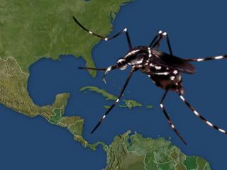 Virus de chikungunya azota a más de 20 países latinoamericanos