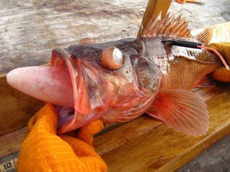 barotrauma en un pez