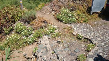 Otro año más, abandonados....