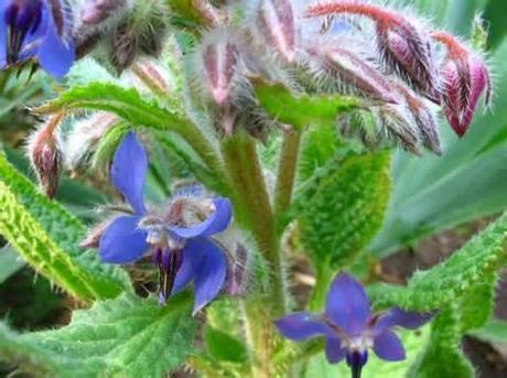 ¿CONOCEIS LA BORRAJA?