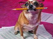 perro 'sabotea' aprendizaje