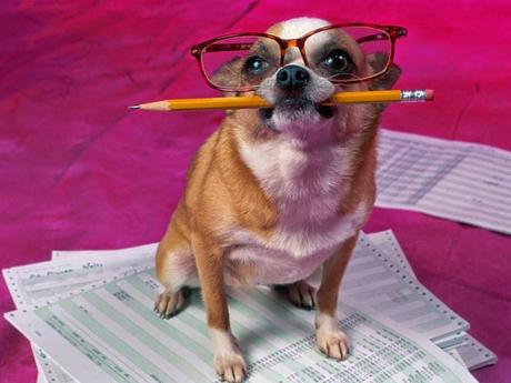 Tu perro 'sabotea' su aprendizaje