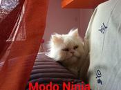 Estamos Agustito XLIX. Modo Ninja