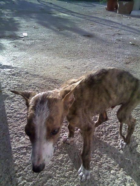 PEQUE, ES UN PEQUEÑO GALGUITO QUE BUSCA HOGAR. (SEVILLA)