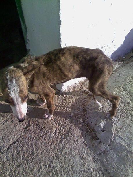 PEQUE, ES UN PEQUEÑO GALGUITO QUE BUSCA HOGAR. (SEVILLA)