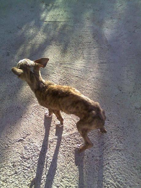 PEQUE, ES UN PEQUEÑO GALGUITO QUE BUSCA HOGAR. (SEVILLA)