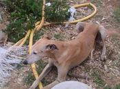 Junio, otro desecho caza. (sevilla)
