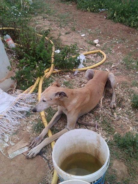 JUNIO, OTRO DESECHO DE LA CAZA. (SEVILLA)