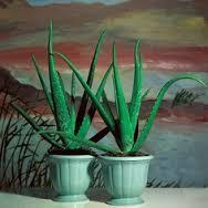 Bebida de Aloe,una bebida espiritual