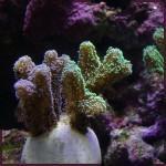 Seriatopora Caliendrum Mes 1