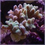 Seriatopora Caliendrum Mes 3