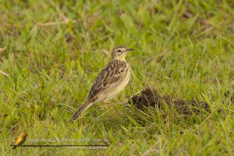 Cachirla dorada (Ochre-breasted Pipit) Anthus nattereri