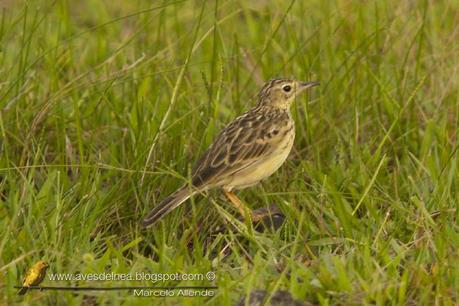 Cachirla dorada (Ochre-breasted Pipit) Anthus nattereri