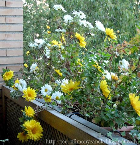 HOY COMPARTIMOS: JARDIN, TERRAZA Y VENTANA