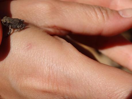 Domingo en el embalse del Atazar