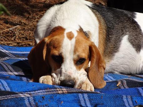 Domingo en el embalse del Atazar