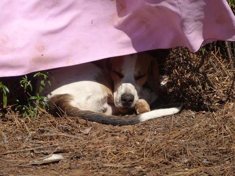 Domingo en el embalse del Atazar