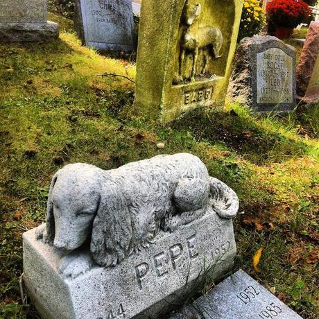 Emotivos epitafios en el cementerio de mascotas.