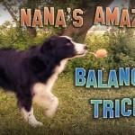VIDEO: ¿Conoces a Nana, la Border Collie malabarista? ¡Tienes que ver esto! nana la border collie malabarista