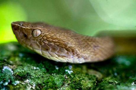 víbora punta de lanza dorada