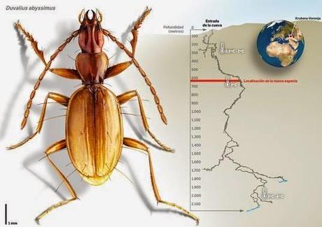 DESCUBREN UNA NUEVA ESPECIE DE ESCARABAJO