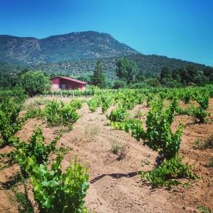 Viñas con bodega al fondo