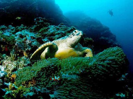 tortuga marina verde