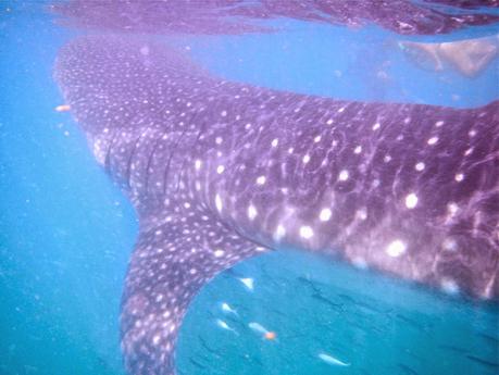 #HOLBOX: Second day swimming with the Whale-Shark