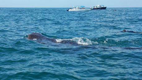 #HOLBOX: Second day swimming with the Whale-Shark