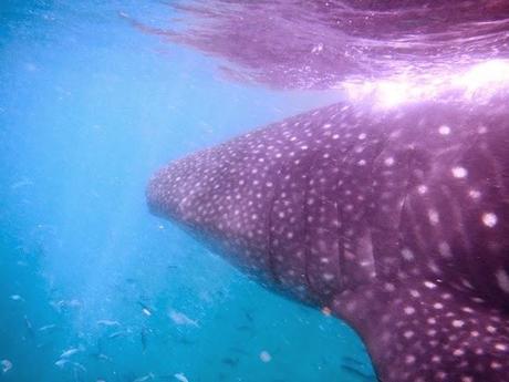 #HOLBOX: Second day swimming with the Whale-Shark