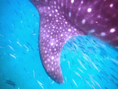 #HOLBOX: Second day swimming with the Whale-Shark