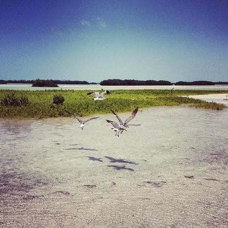 #HOLBOX: Second day swimming with the Whale-Shark