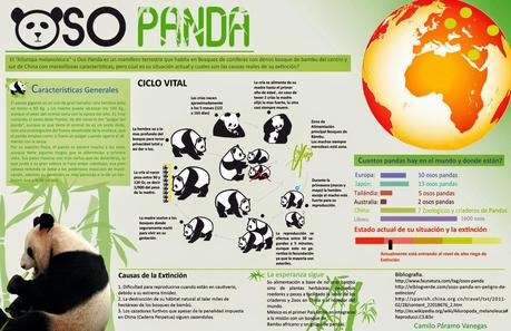 Oso Panda #Infografía #Ambiental #Animales