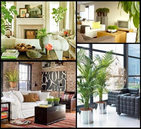 DECO&Plantas
