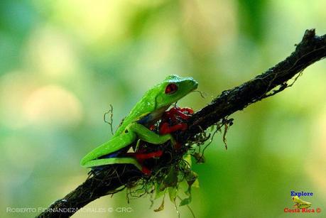 Frog's Heaven -Horquetas de Sarapiquí, Heredia-