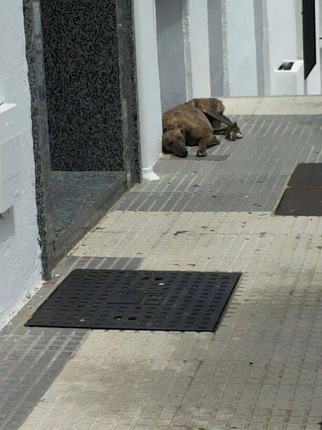 URGENTE AYUDA ECONÓMICA PARA PODER RECATARLA, GALGA CON COLLAR. (ANDALUCÍA)