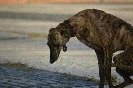 URGENTE AYUDA ECONÓMICA PARA PODER RECATARLA, GALGA CON COLLAR. (ANDALUCÍA)