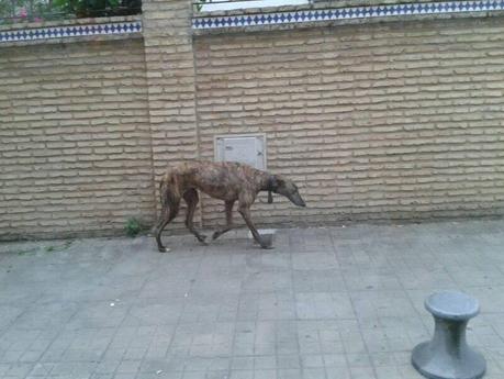 URGENTE AYUDA ECONÓMICA PARA PODER RECATARLA, GALGA CON COLLAR. (ANDALUCÍA)