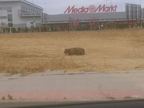 URGENTE AYUDA ECONÓMICA PARA PODER RECATARLA, GALGA CON COLLAR. (ANDALUCÍA)