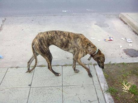 URGENTE AYUDA ECONÓMICA PARA PODER RECATARLA, GALGA CON COLLAR. (ANDALUCÍA)