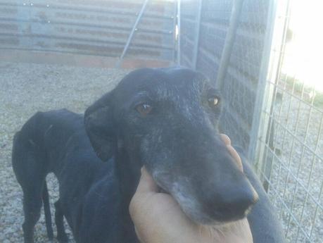 FORTUNA EN ADOPCIÓN.